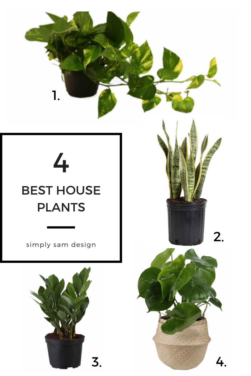 4 Best house plants Blog Item Simply Sam Organization + Design