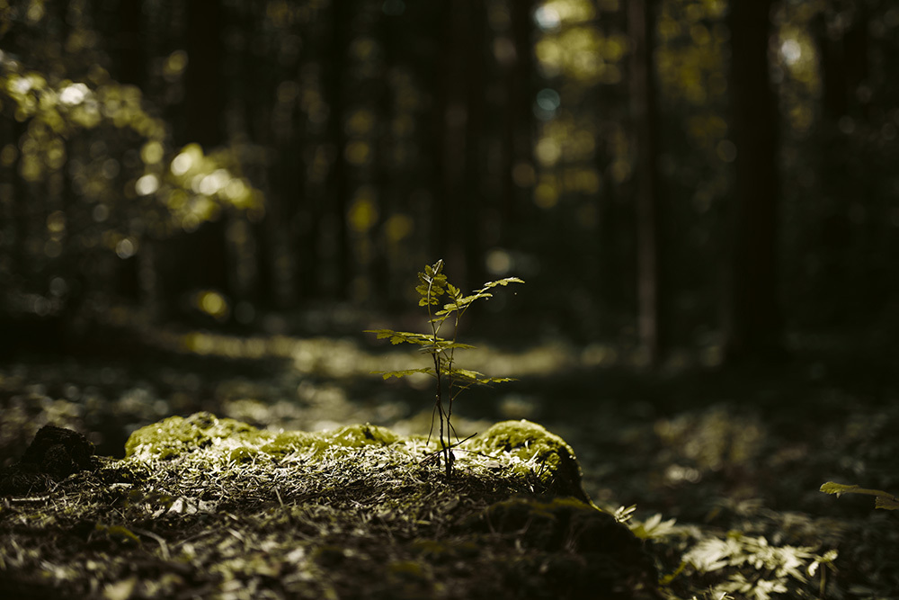 Wachsende Pflanze im moosigen Wald