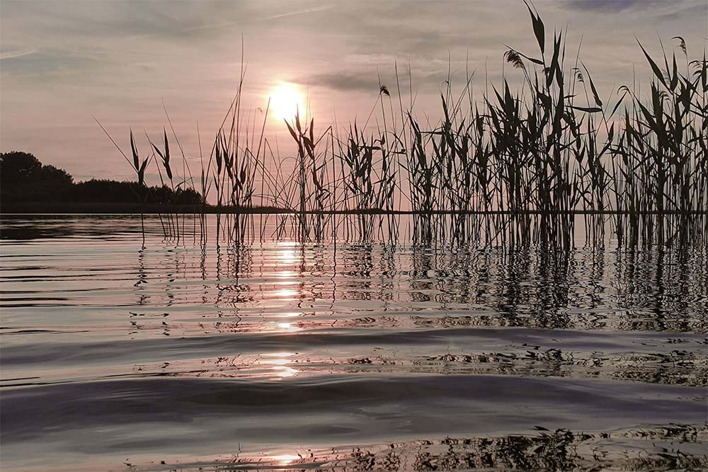 Gräser im See mit Sonne im Hintergrund