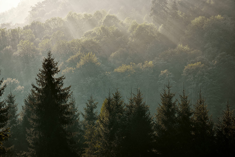 Wald und Baumgipfel im Sonnenlicht