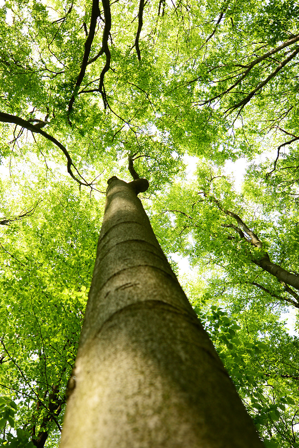 Wald für eine Baumbestattung in Hamburg