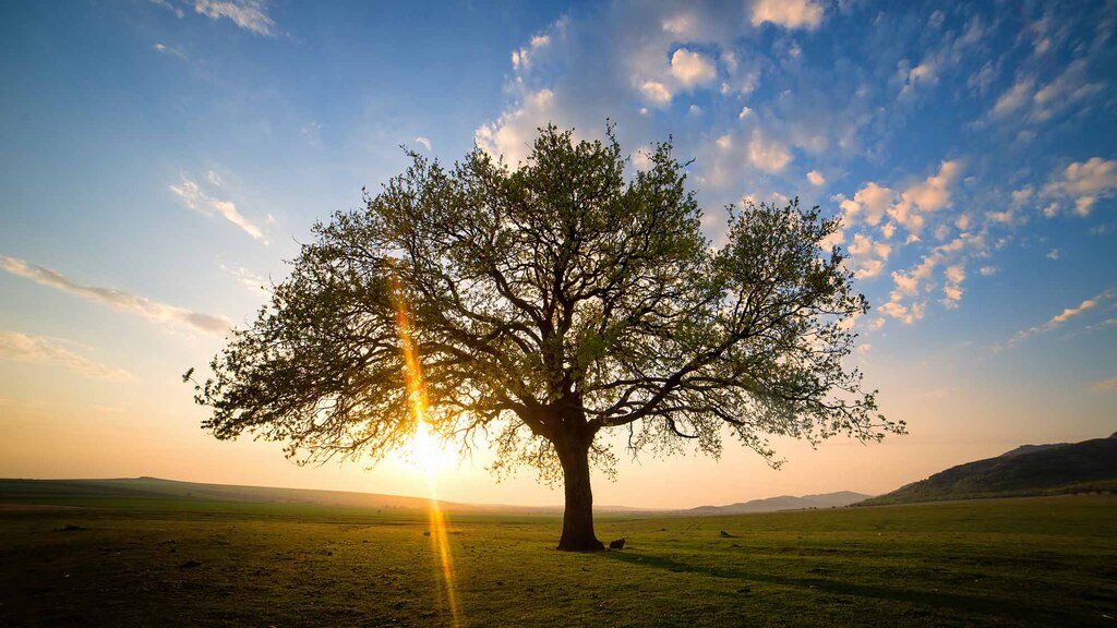 Blumenwiese im warmen Sonnenlicht