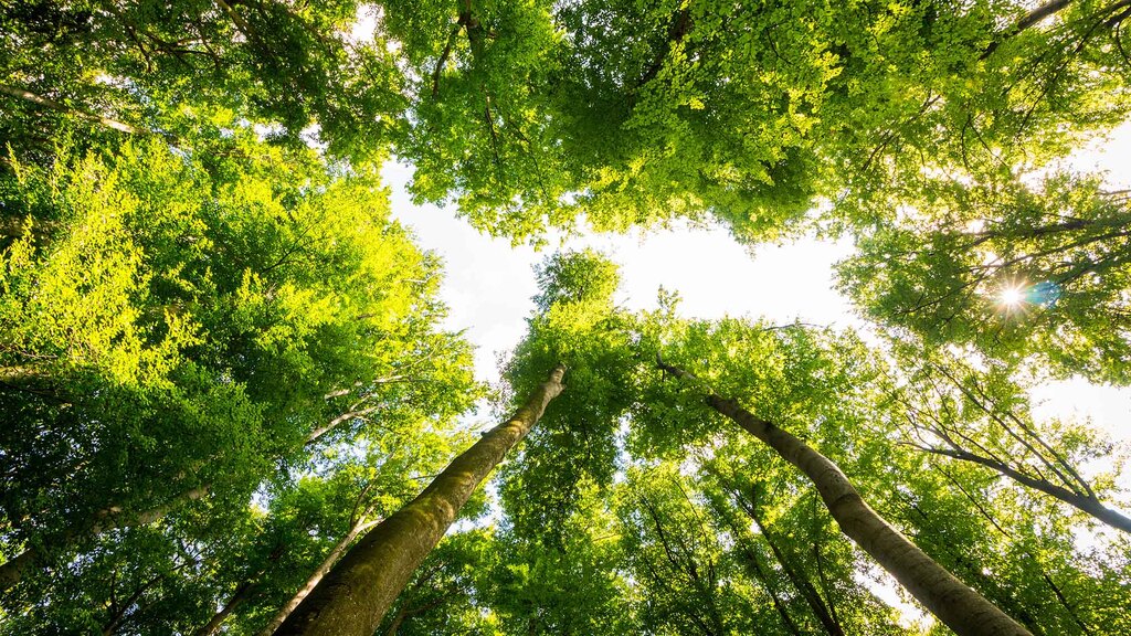 Blumenwiese im warmen Sonnenlicht