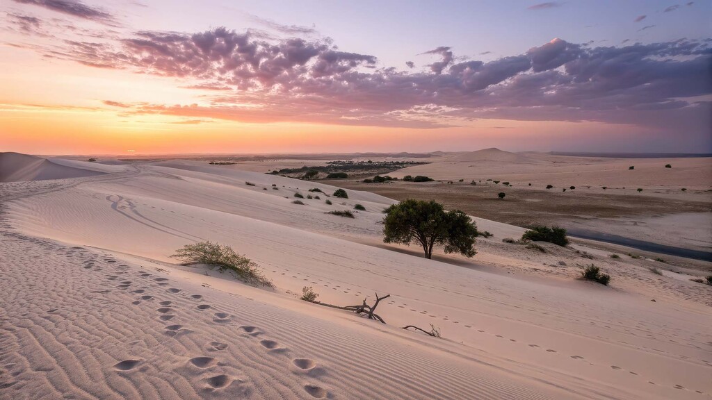 Blumenwiese im warmen Sonnenlicht