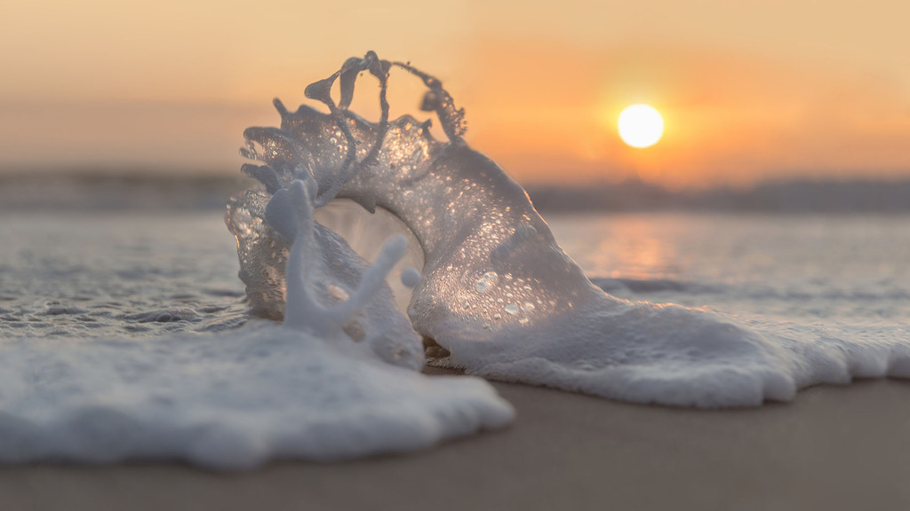 Blumenwiese im warmen Sonnenlicht