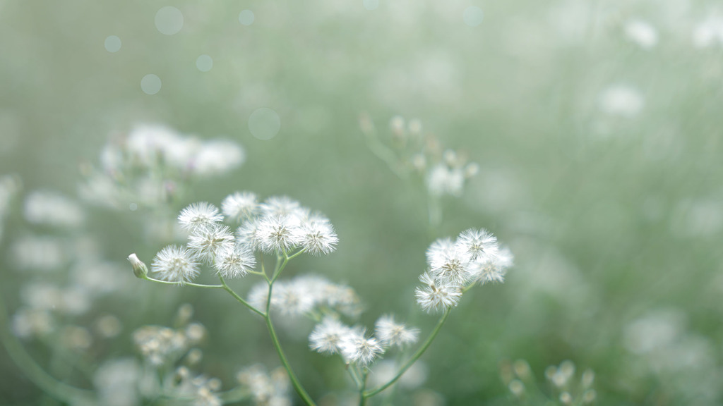 Blumenwiese im warmen Sonnenlicht