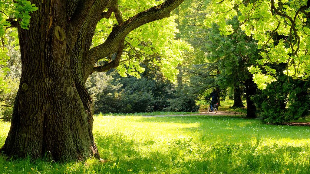 Baum auf heller grüner Wiese