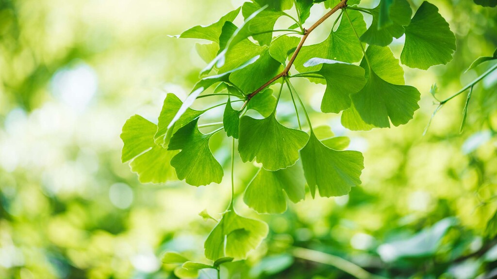 Ginkoblätter