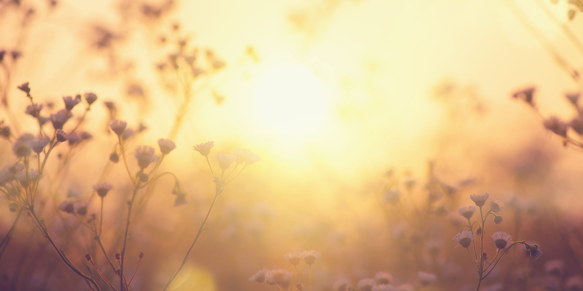 Blumenwiese im warmen Sonnenlicht