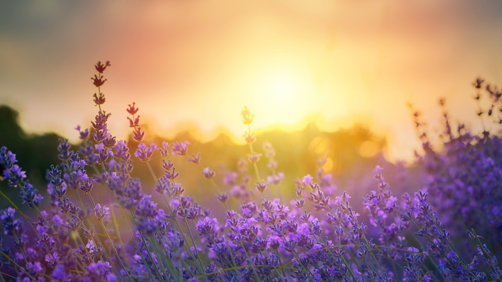 Blumenwiese im warmen Sonnenlicht