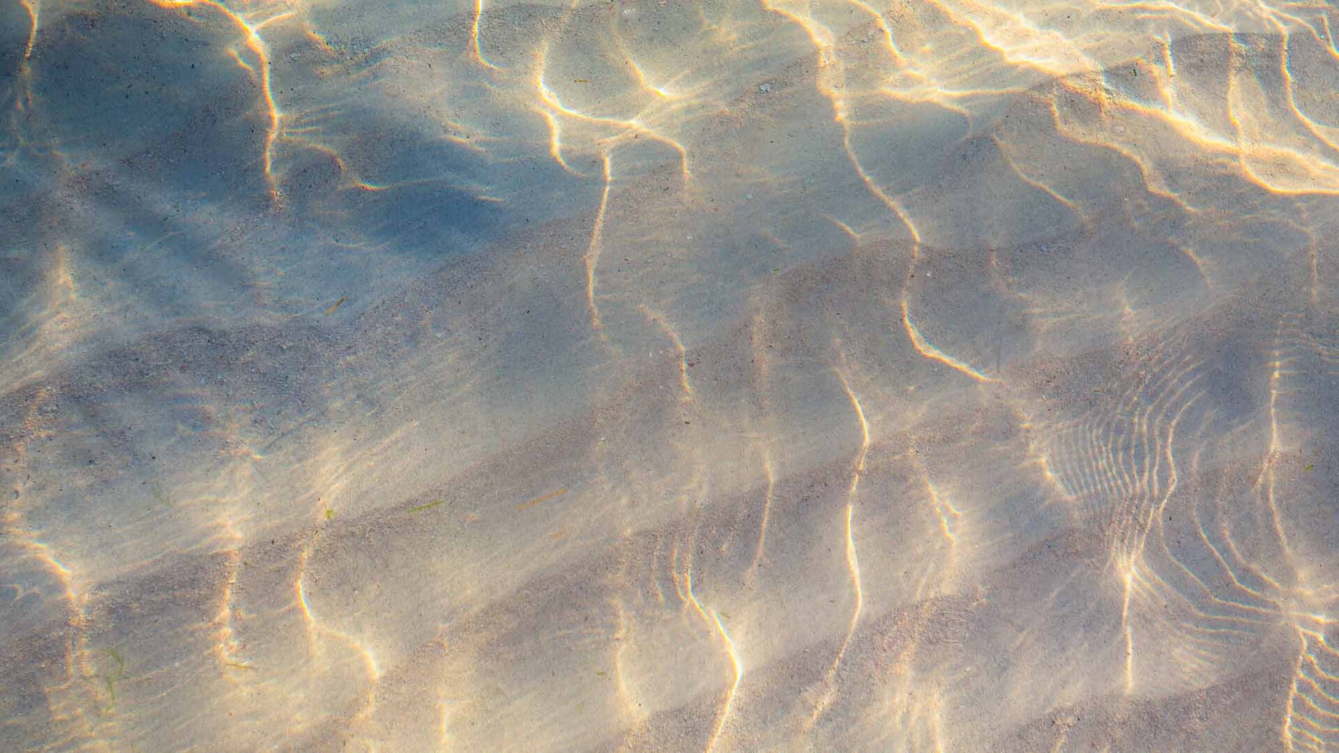 Blumenwiese im warmen Sonnenlicht