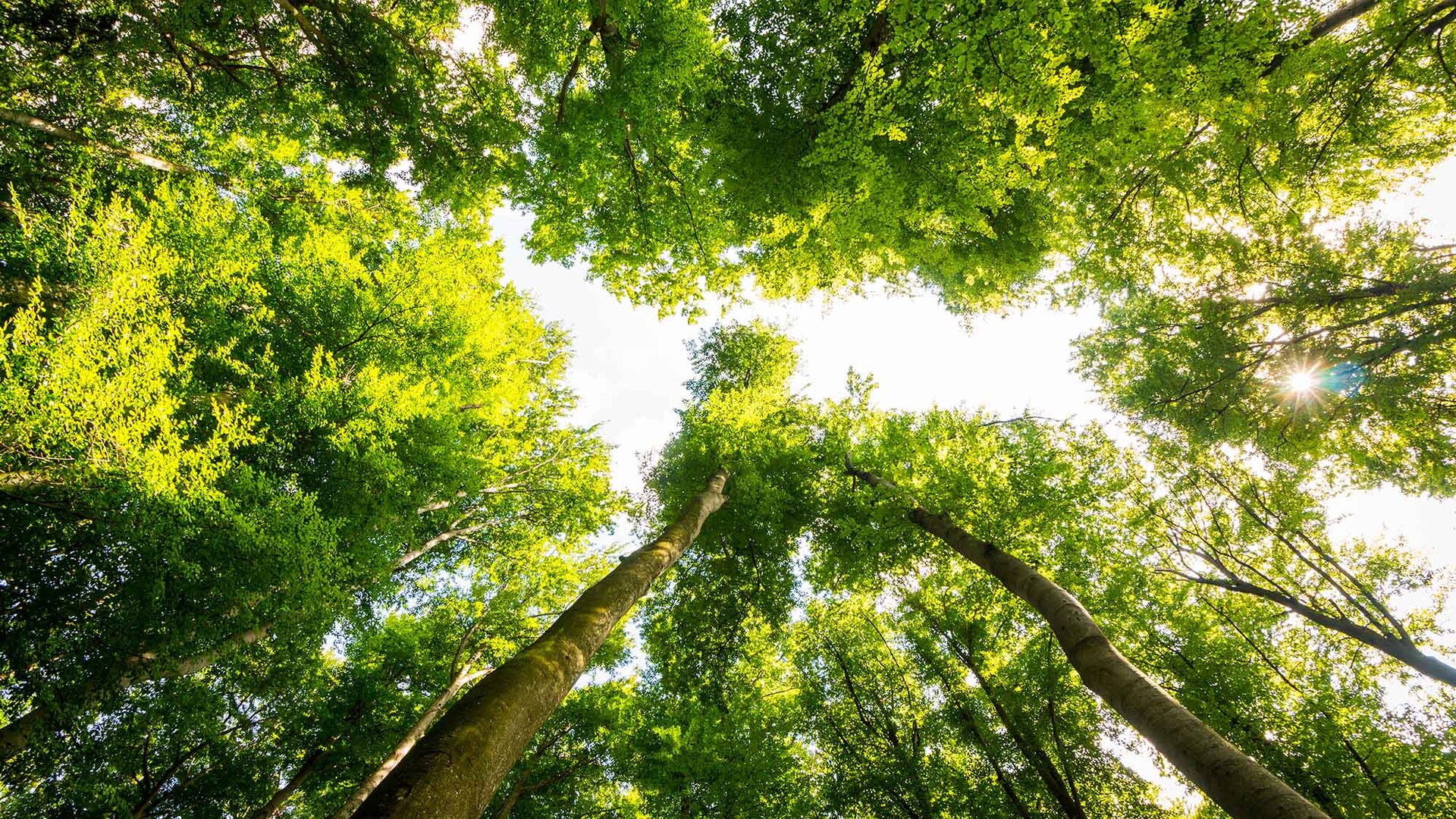 Blumenwiese im warmen Sonnenlicht