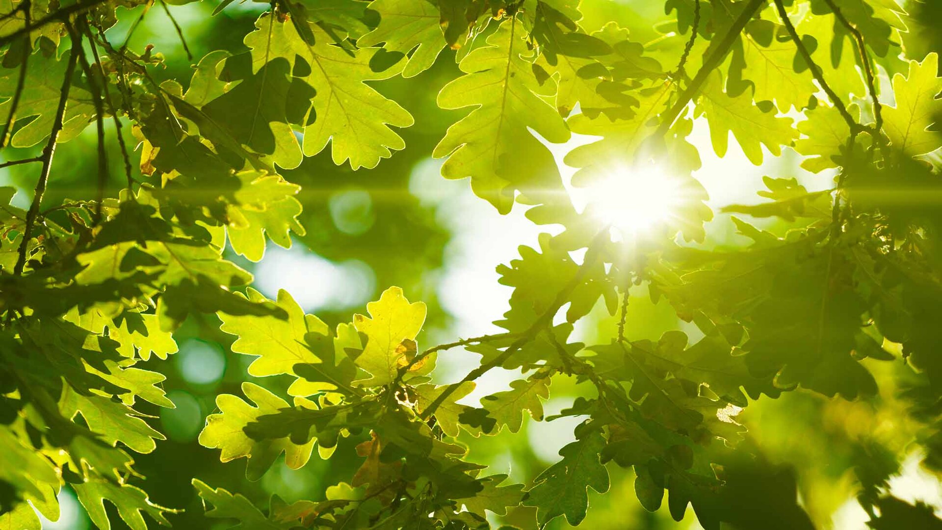 Blumenwiese im warmen Sonnenlicht