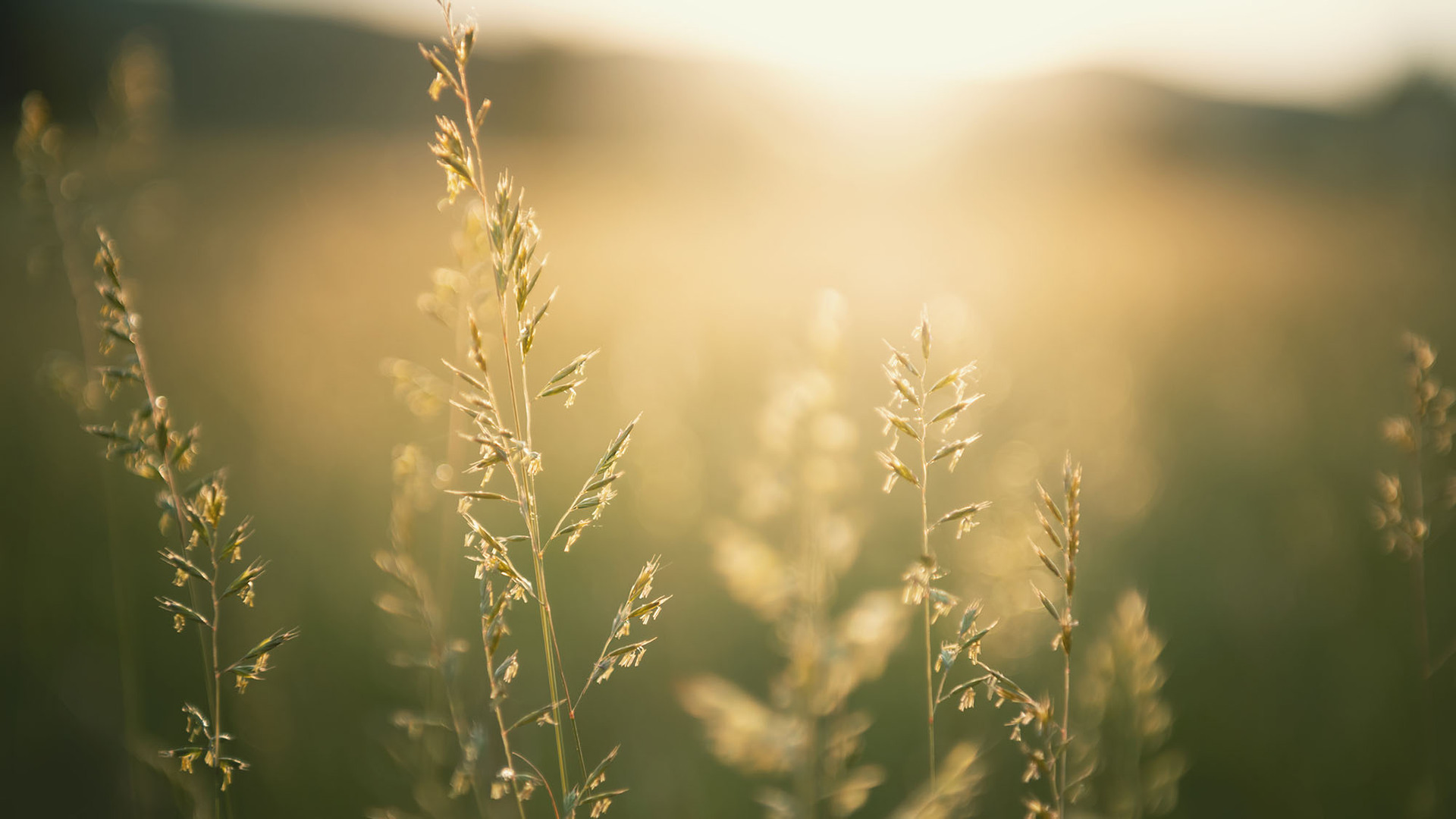 Blumenwiese im warmen Sonnenlicht