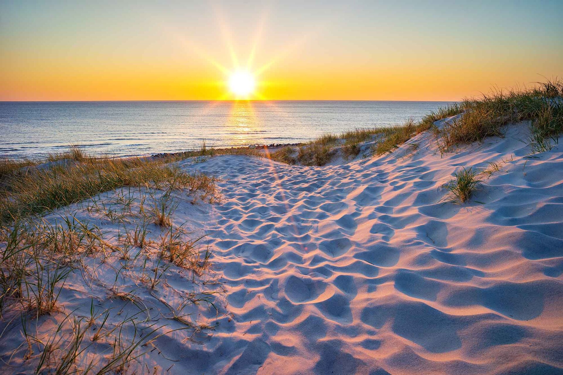 Wachsende Pflanze im moosigen Wald
