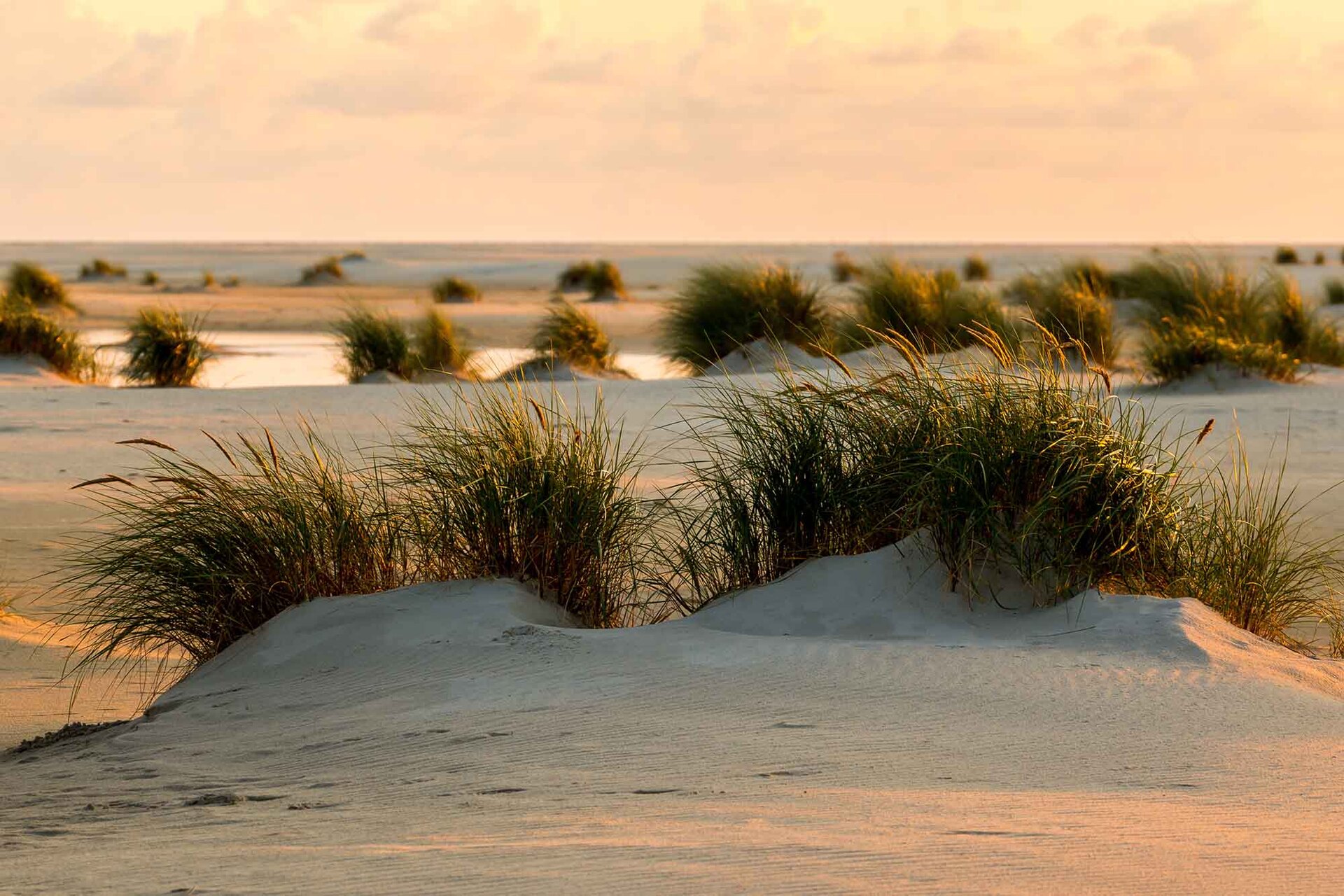 Gräser im See mit Sonne im Hintergrund