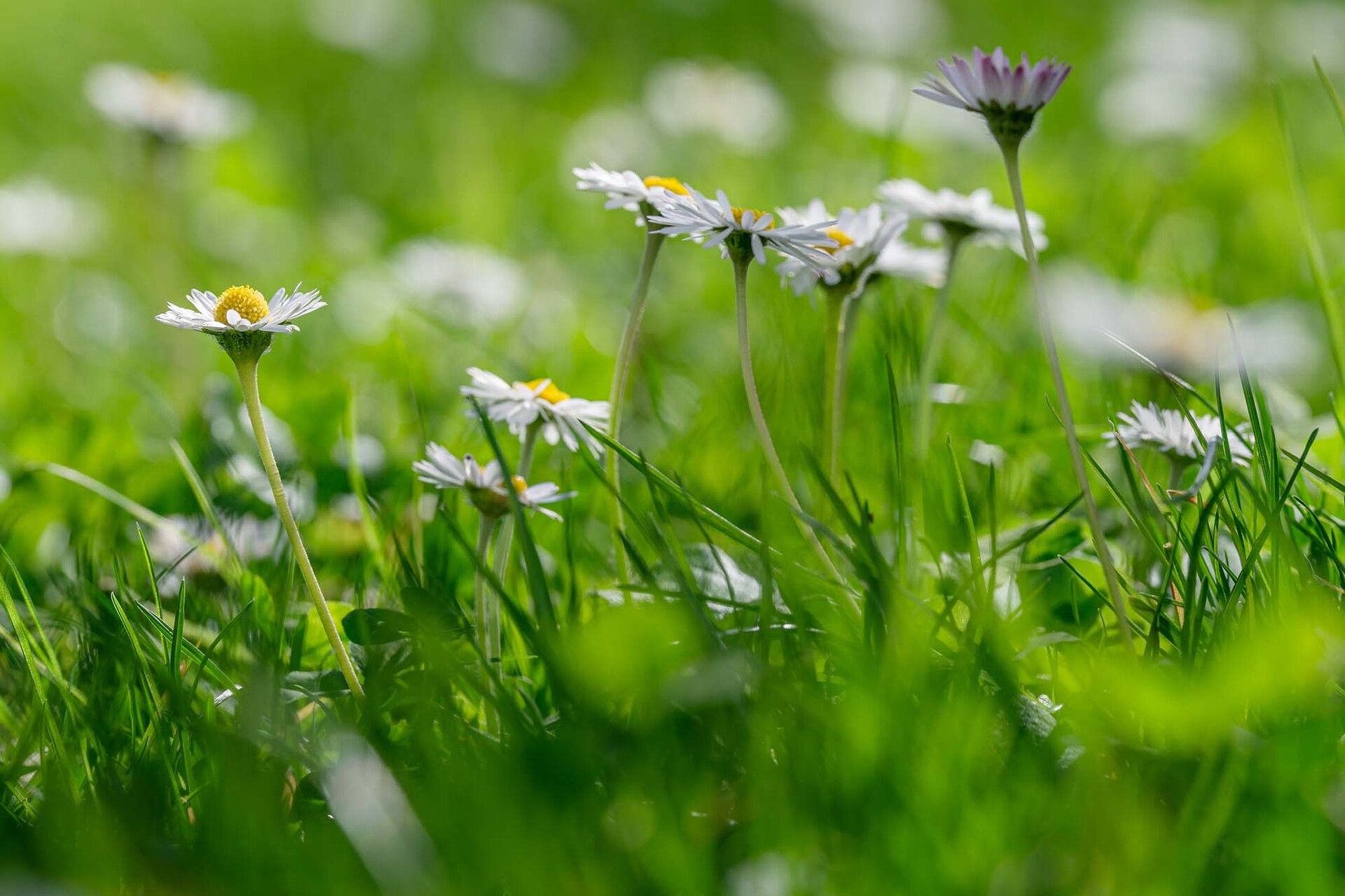 Ansammlung von brennennden Kerzen vor warmen Hintergrund