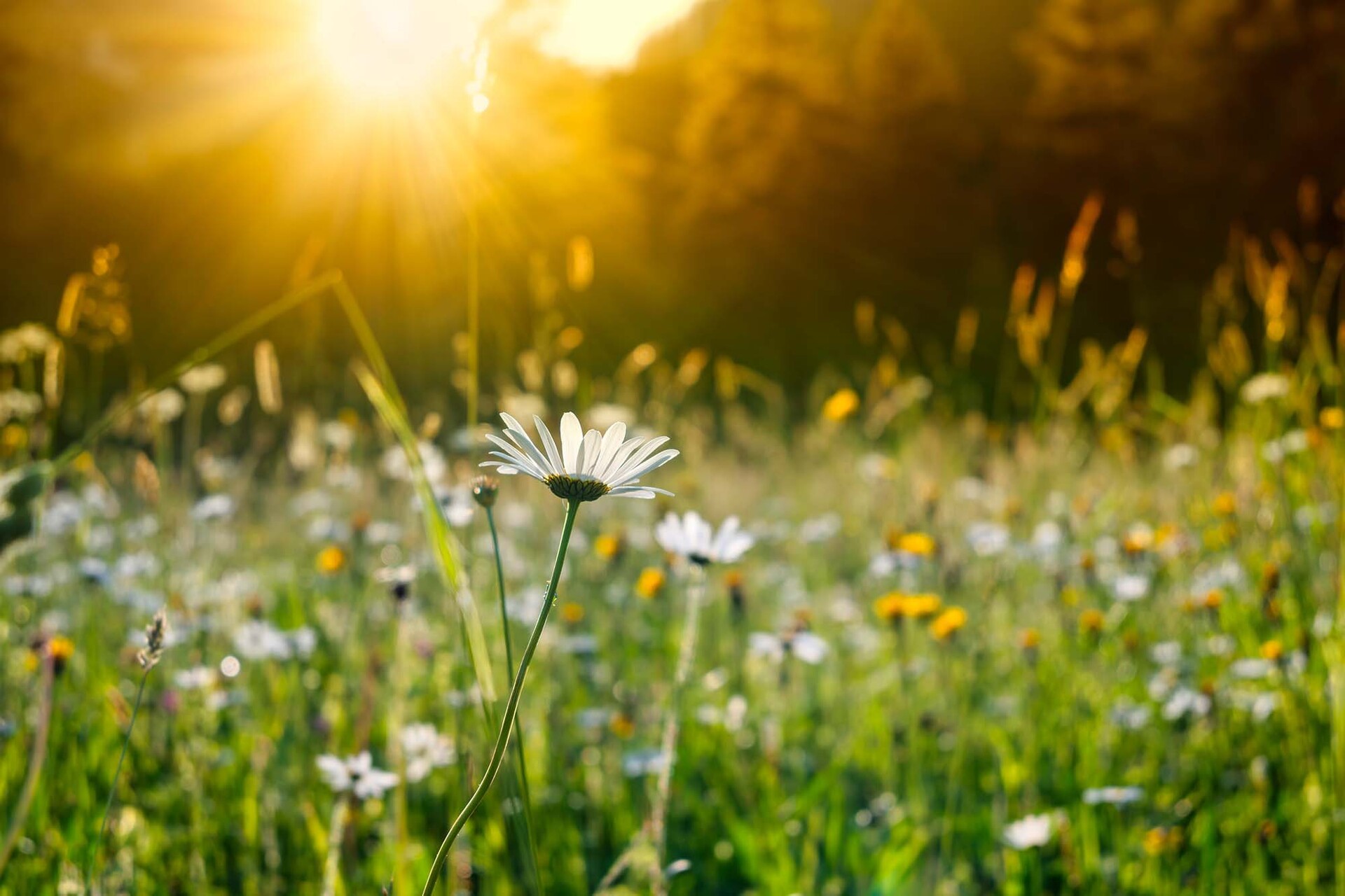 Wachsende Pflanze im moosigen Wald
