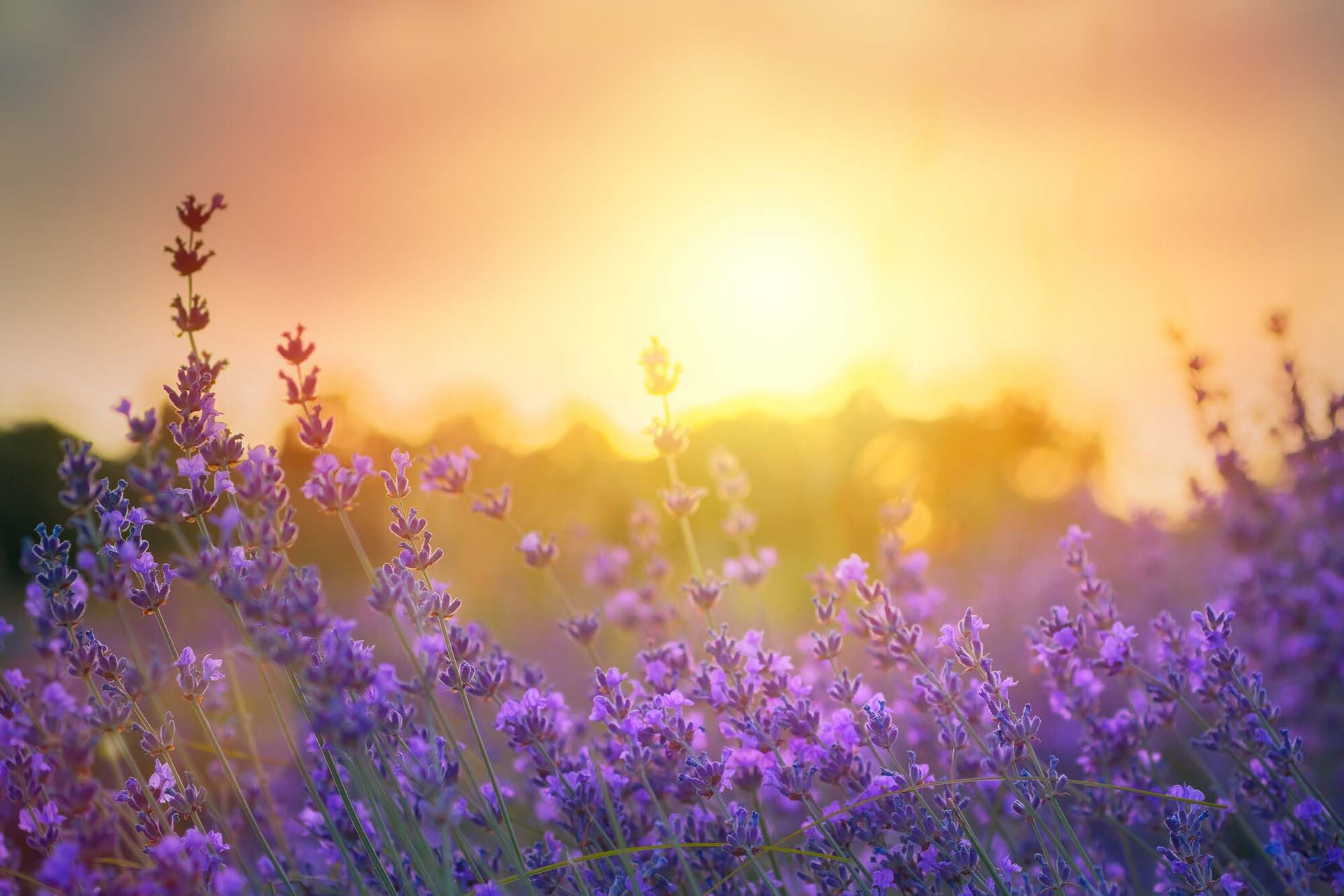Wachsende Pflanze im moosigen Wald
