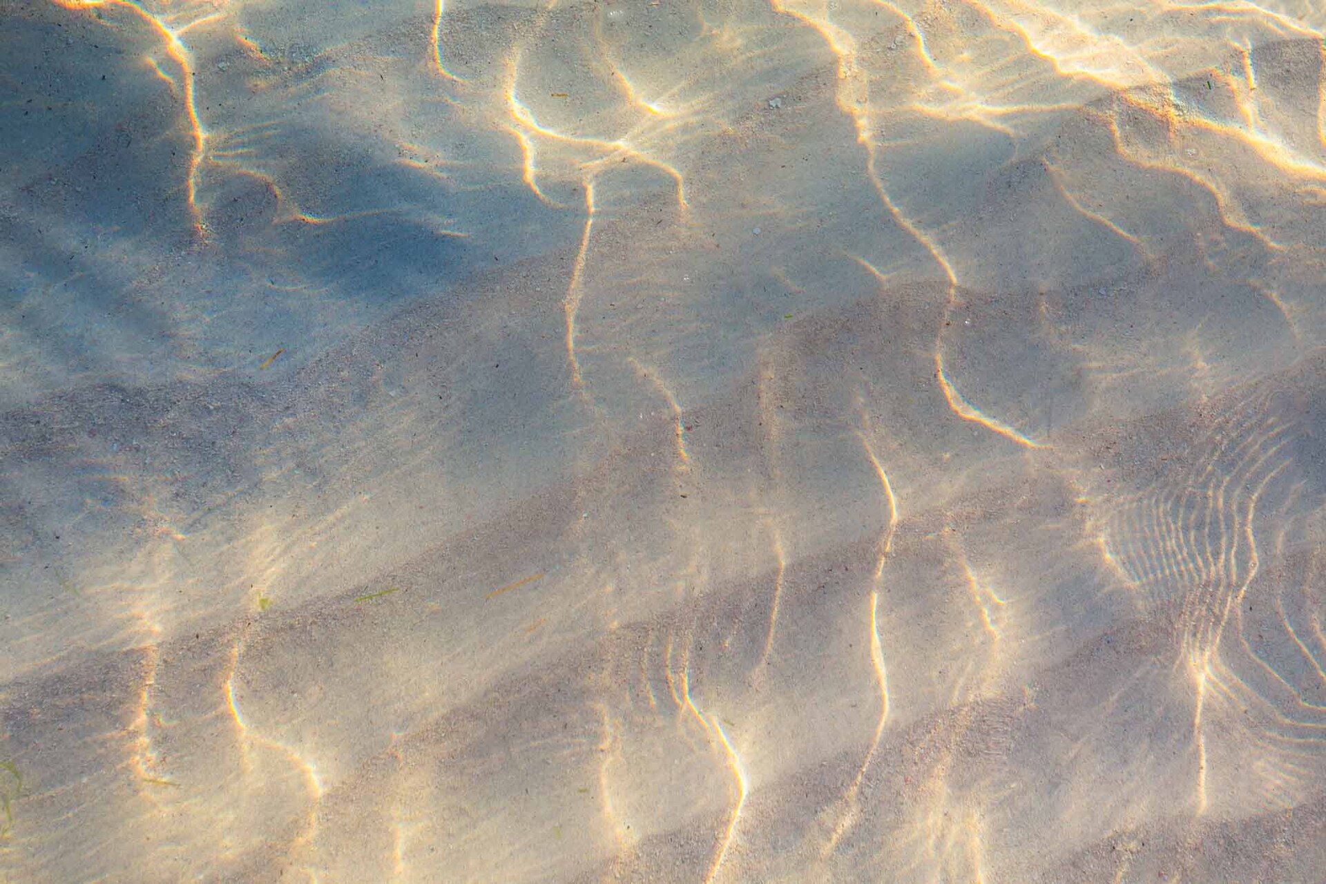 Gräser im See mit Sonne im Hintergrund