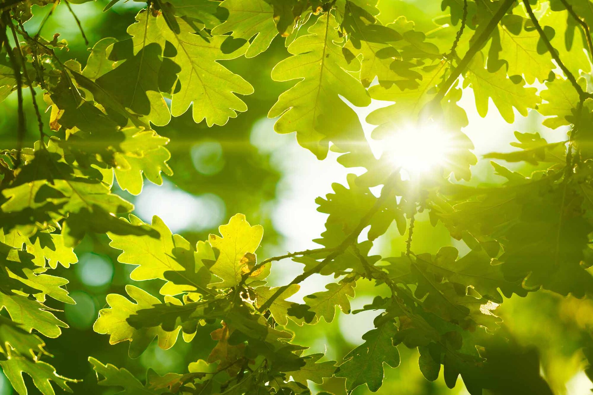 Wald und Baumgipfel im Sonnenlicht