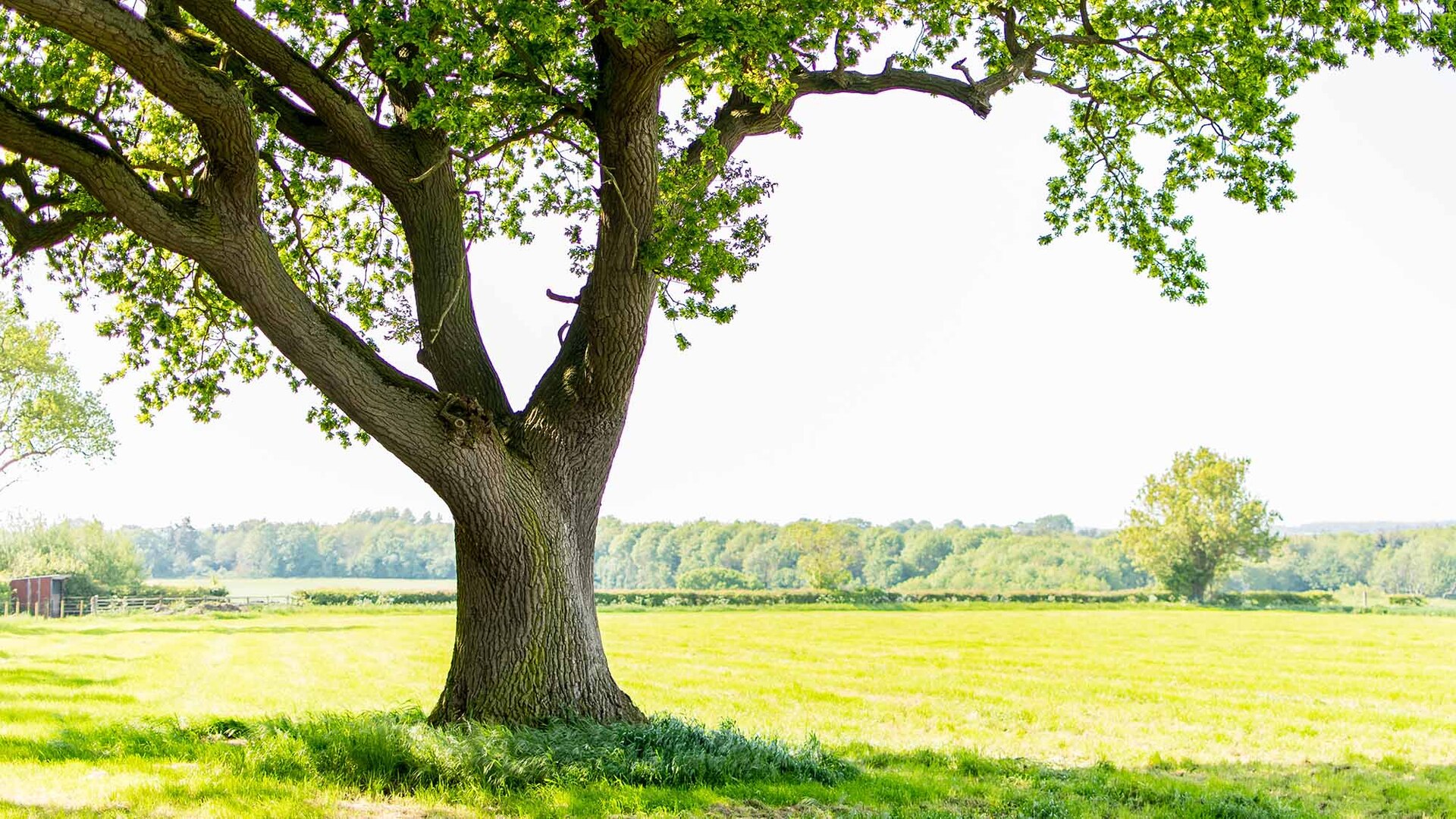 Baum auf weiter grüner Landschaft