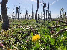 Ferien auf dem Winzerhof