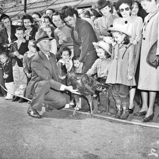 A Scene During The Cuero Turkey Trot Parade.
