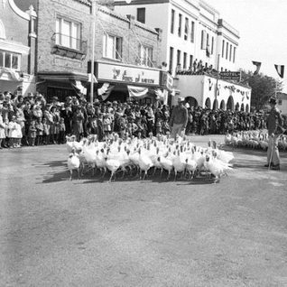 A Flock Of White Turkeys From The Cuero Turkey Trot. The Old Muti Hotel Is Pictured In The Background.