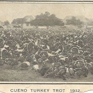 Turkeys From The Isaac Egg & Sons Farm In Meyersville Await Their Turn In The Turkey Trot Parade.
