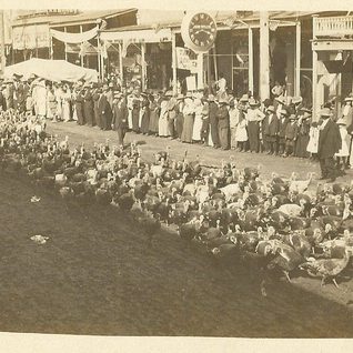 Scene Of Turkeys Herding Downtown During An Early Cuero Turkey Trot Celebration.