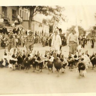 A Wonderful Picture Of Turkeys Being Herded In The 1934 Cuero Turkey Trot. The Turkeys Are Wearing Dresses, As Seen In A Previous Photo, Continuing A Fun Tradition In Trot Parades. The Muti Hotel Is In The Background.