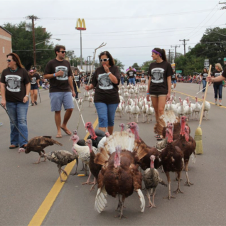 Proud turkeys representing the 100th Anniversary Cuero Turkey Trot. They are being herded along by members of the Floyd & Doris Doehrman family.
