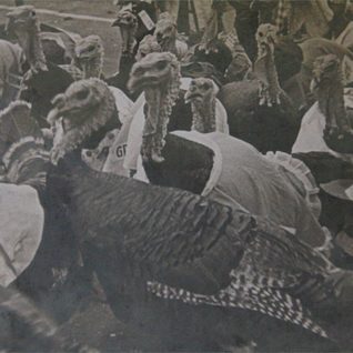 These Turkeys Are All Dressed Up For The Cuero Turkey Trot.