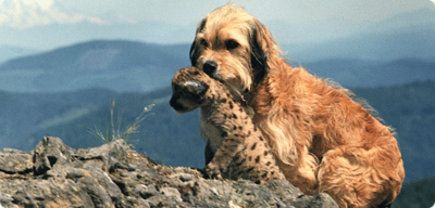 88+ Hund Pudel Cocker Spaniel