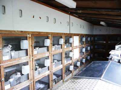 stallanlage, zuchtanlage, zucht, zwergrassen, zwergwidder, ZwW, FbZw, farbenzwerge