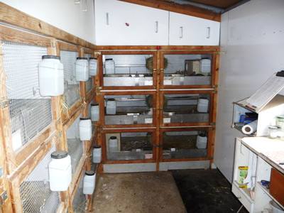 stallanlage, zuchtanlage, zucht, zwergrassen, zwergwidder, ZwW, FbZw, farbenzwerge