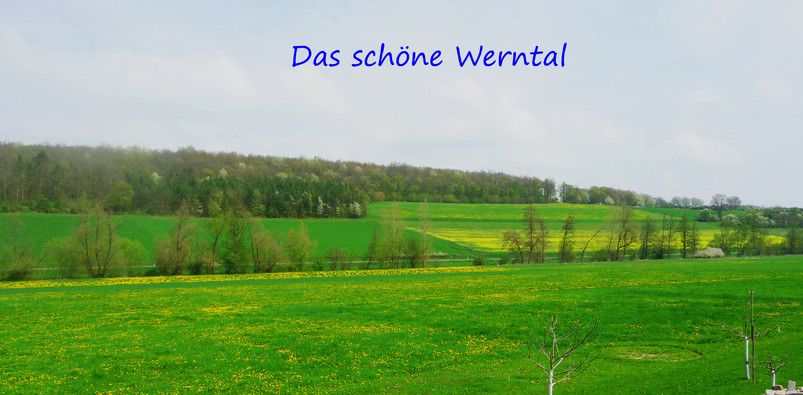 Werntal-Zwerge, Werntal, Löwenzahnwiese, Wiese, Kanincheniese, Wern