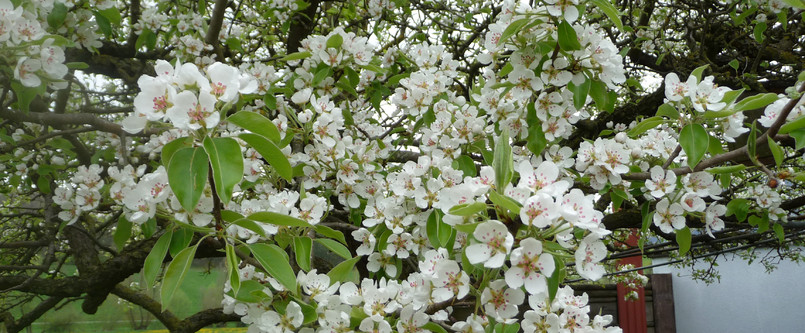 Blühender Birnbaum, Birnblüten